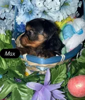 Max, a male Yorkshire Terrier for sale in Deland, FL – Photo 2 of 2