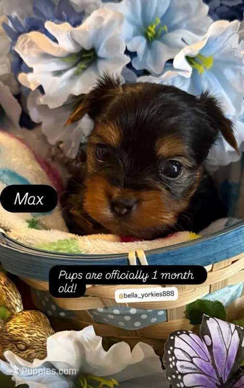 Max – Yorkshire Terrier puppy for sale in Deland, FL