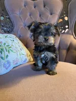 Max, a male Yorkshire Terrier for sale in Deland, FL – 2 of 3