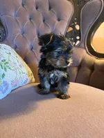 Max, a male Yorkshire Terrier for sale in Deland, FL – 3 of 3