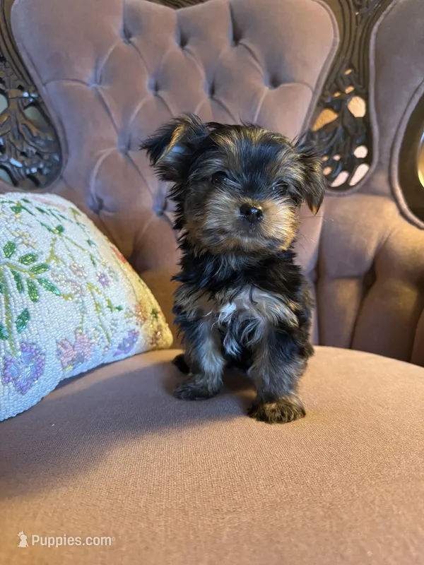 Max – Yorkshire Terrier puppy for sale in Deland, FL