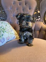 Max, a male Yorkshire Terrier for sale in Deland, FL – 1 of 3