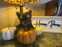 Tinker bell, a female Yorkshire Terrier for sale in Deland, FL – 3 of 4