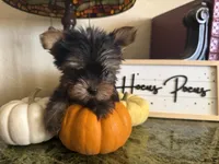Tiana, a female Yorkshire Terrier for sale in Deland, FL – 4 of 6
