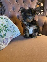 Gio, a male Yorkshire Terrier for sale in Deland, FL – 2 of 3