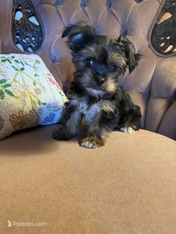 Gio – Yorkshire Terrier puppy for sale in Deland, FL