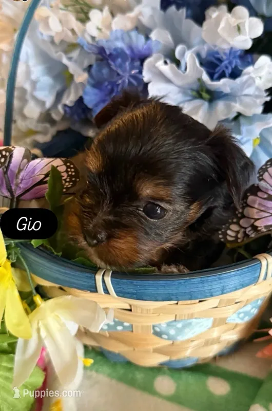 Gio – Yorkshire Terrier puppy for sale in Deland, FL