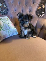 Gio, a male Yorkshire Terrier for sale in Deland, FL – 3 of 3