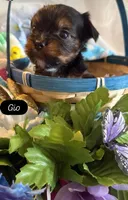 Gio, a male Yorkshire Terrier for sale in Deland, FL – Photo 2 of 2