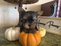 Rajah, a male Yorkshire Terrier for sale in Deland, FL – 3 of 5