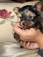 Jasmin, a female Yorkshire Terrier for sale in Deland, FL – 5 of 6