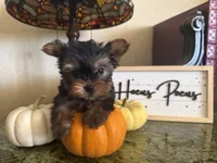 Jasmin, a female Yorkshire Terrier for sale in Deland, FL – 2 of 10