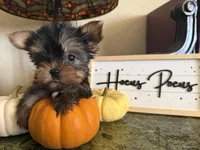 Tiana, a female Yorkshire Terrier for sale in Deland, FL – 3 of 6