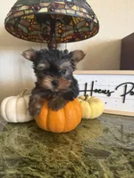 Jasmin, a female Yorkshire Terrier for sale in Deland, FL – 3 of 10