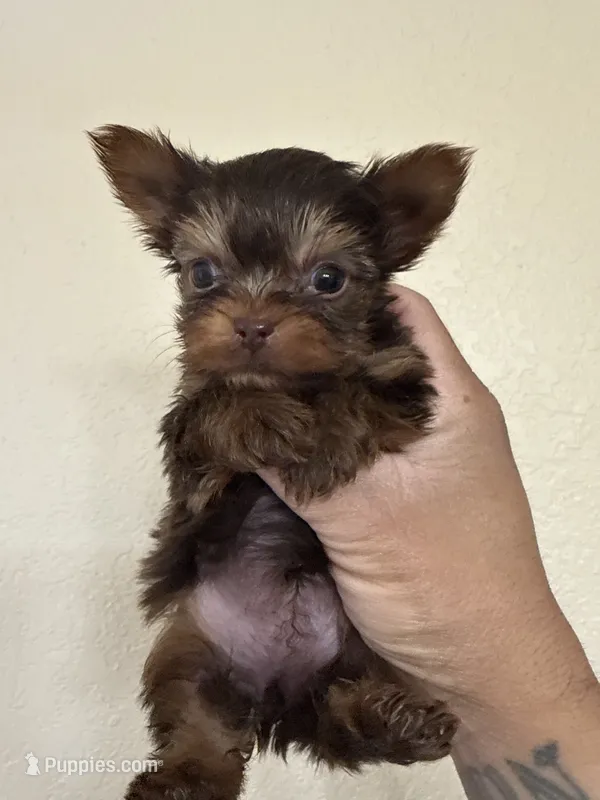 Chip – Yorkshire Terrier puppy for sale in Deland, FL