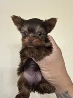 Chip, a female Yorkshire Terrier for sale in Deland, FL – 1 of 1