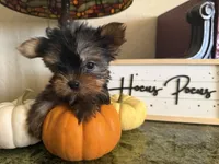 Tiana, a female Yorkshire Terrier for sale in Deland, FL – 6 of 6