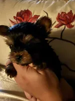 Jasmin, a female Yorkshire Terrier for sale in Deland, FL – 3 of 6