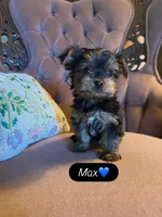 Max, a male Yorkshire Terrier for sale in Deland, FL – 3 of 3