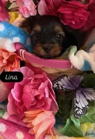 Lina, a female Yorkshire Terrier for sale in Deland, FL – Photo 1 of 2