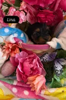 Lina, a female Yorkshire Terrier for sale in Deland, FL – Photo 2 of 2