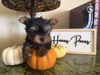 Jasmin, a female Yorkshire Terrier for sale in Deland, FL – 4 of 10