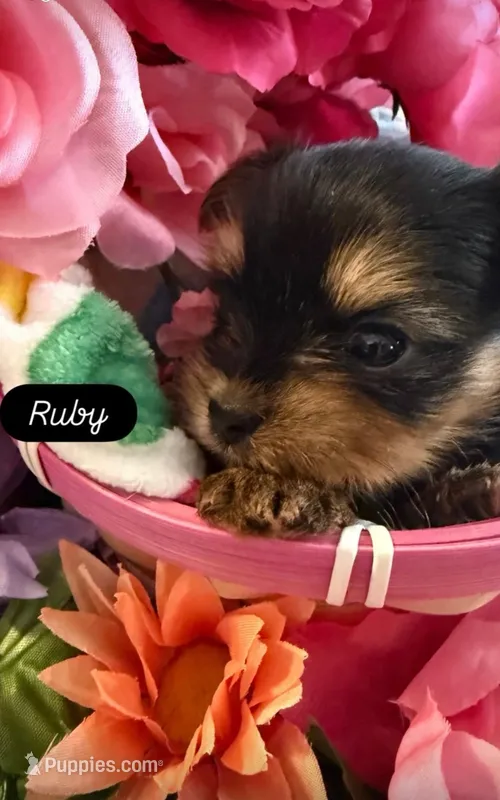 Ruby – Yorkshire Terrier puppy for sale in Deland, FL