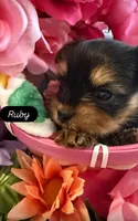 Ruby, a female Yorkshire Terrier for sale in Deland, FL – Photo 1 of 2