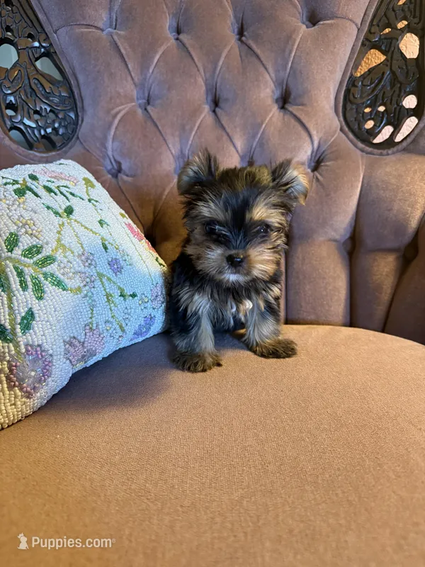 Ruby – Yorkshire Terrier puppy for sale in Deland, FL