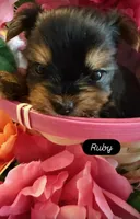 Ruby, a female Yorkshire Terrier for sale in Deland, FL – Photo 2 of 2