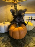 Tinker bell, a female Yorkshire Terrier for sale in Deland, FL – 4 of 4