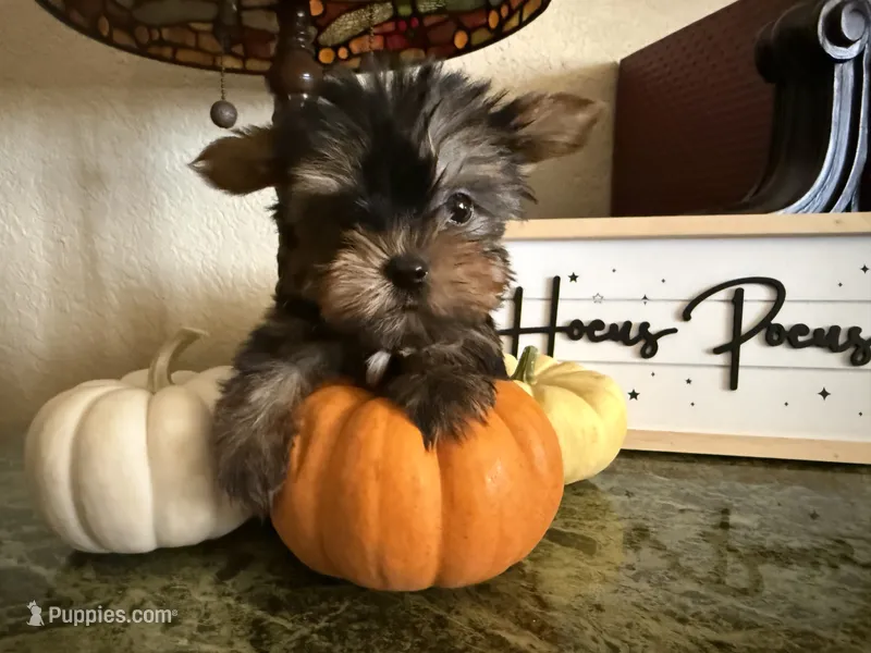 Tiana – Yorkshire Terrier puppy for sale in Deland, FL