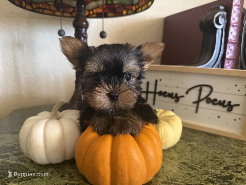 Rajah – Yorkshire Terrier puppy for sale in Deland, FL