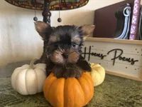 Rajah, a male Yorkshire Terrier for sale in Deland, FL – 1 of 5