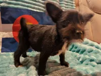 Boy 2, a male Miniature Schnauzer and Pomeranian for sale in Denver, CO – Photo 2 of 10