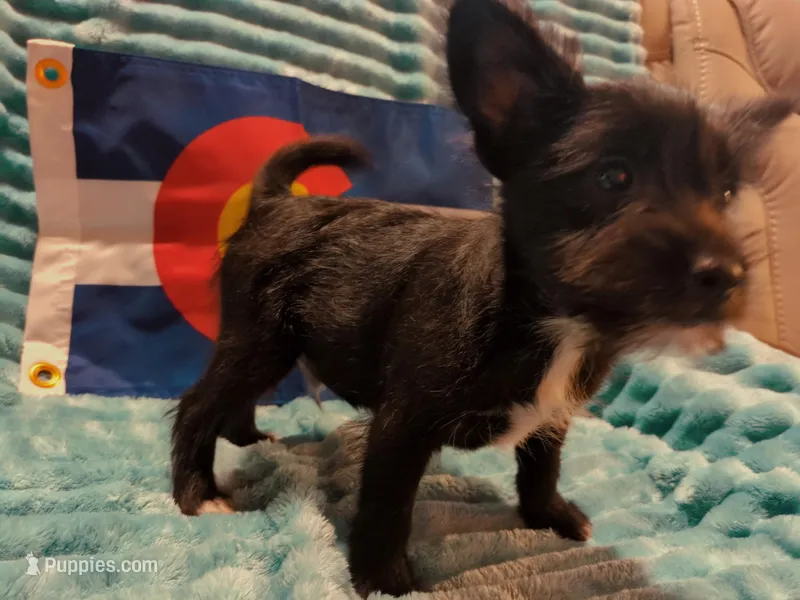 Boy 2 – Miniature Schnauzer, Pomeranian puppy for sale in Denver, CO