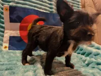 Boy 2, a male Miniature Schnauzer and Pomeranian for sale in Denver, CO – Photo 1 of 10