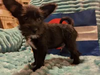 Boy 2, a male Miniature Schnauzer and Pomeranian for sale in Denver, CO – Photo 7 of 10