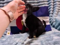 Boy 2, a male Miniature Schnauzer and Pomeranian for sale in Denver, CO – Photo 9 of 10