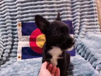 Boy 2, a male Miniature Schnauzer and Pomeranian for sale in Denver, CO – Photo 5 of 10