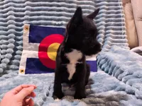 Boy 2, a male Miniature Schnauzer and Pomeranian for sale in Denver, CO – Photo 8 of 10