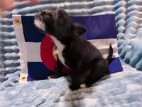 Boy 2, a male Miniature Schnauzer and Pomeranian for sale in Denver, CO – Photo 10 of 10