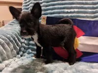 Boy 2, a male Miniature Schnauzer and Pomeranian for sale in Denver, CO – Photo 6 of 10