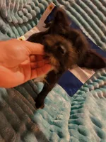 Boy 3, a male Miniature Schnauzer and Pomeranian for sale in Denver, CO – Photo 10 of 10