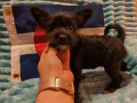 Boy 3, a male Miniature Schnauzer and Pomeranian for sale in Denver, CO – Photo 1 of 10