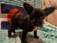 Boy 3, a male Miniature Schnauzer and Pomeranian for sale in Denver, CO – Photo 3 of 10