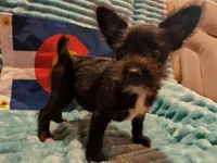 Boy 3, a male Miniature Schnauzer and Pomeranian for sale in Denver, CO – Photo 4 of 10