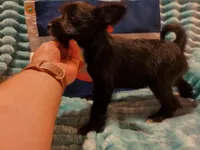 Boy 3, a male Miniature Schnauzer and Pomeranian for sale in Denver, CO – Photo 7 of 10