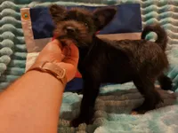 Boy 3, a male Miniature Schnauzer and Pomeranian for sale in Denver, CO – Photo 6 of 10