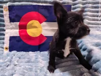 Boy 3, a male Miniature Schnauzer and Pomeranian for sale in Denver, CO – Photo 8 of 10